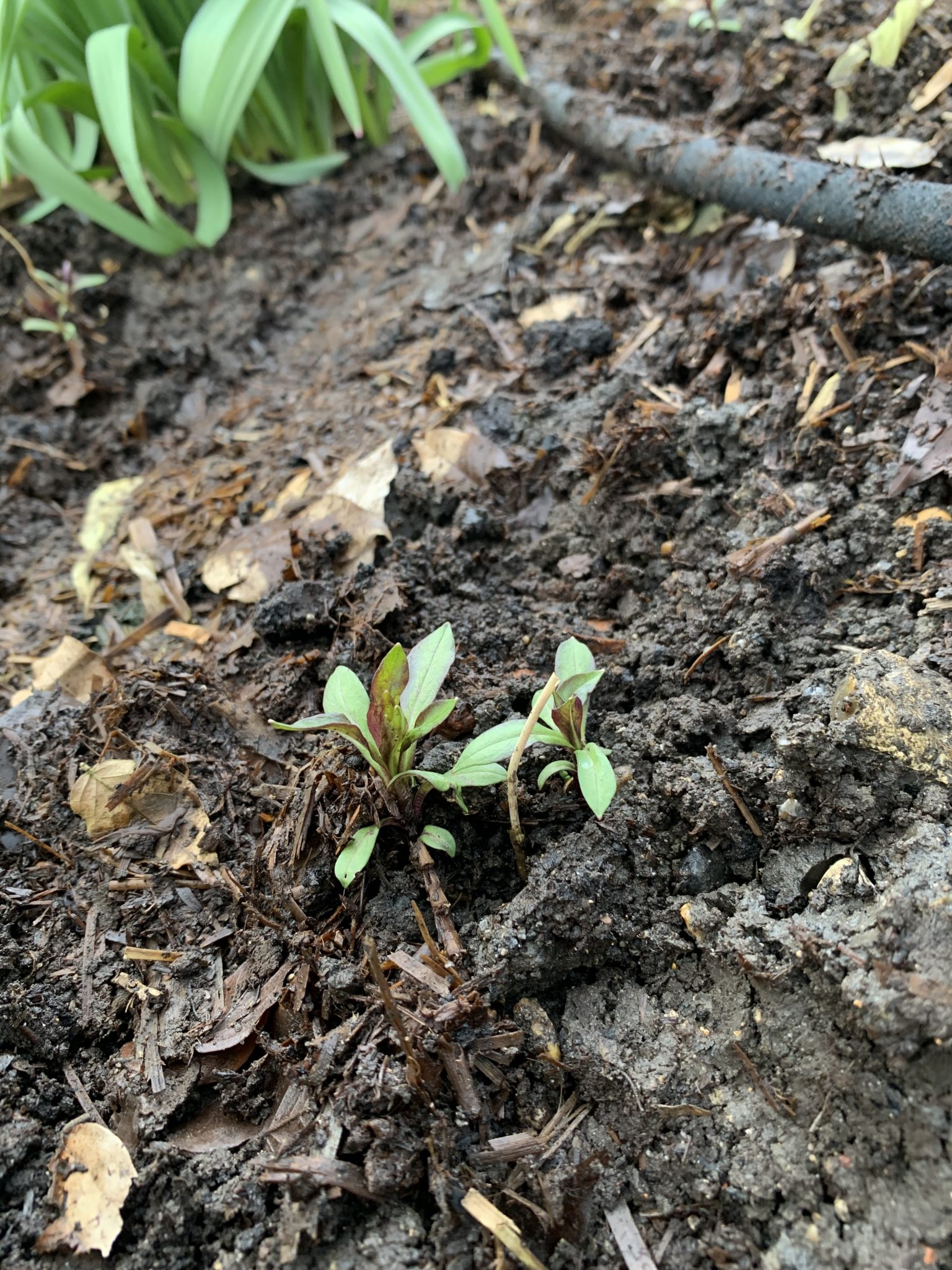 Dividing and propagating Phlox &ndash; The Weekend Gardener